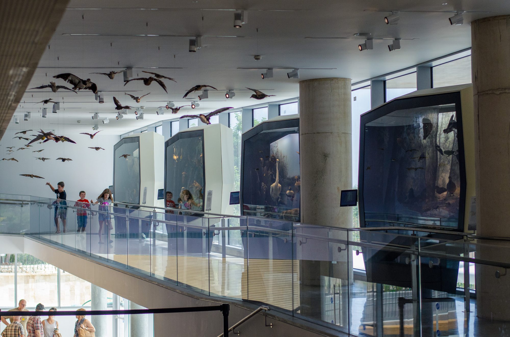 A preview of the The Steinhardt Museum of Natural History