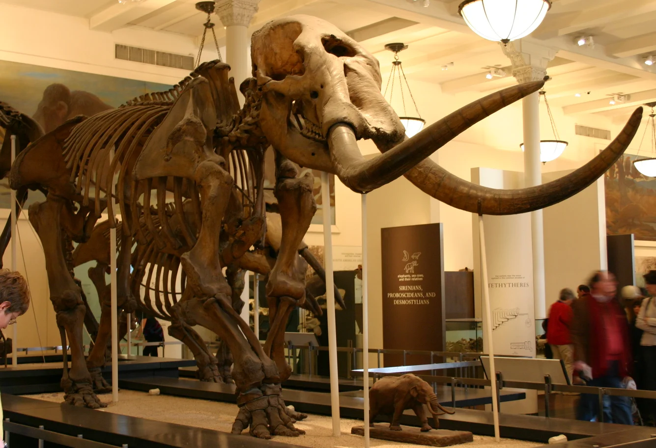 A skeleton of a Mastodon in a museum setting